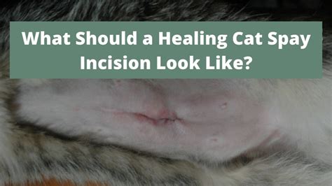 healed spay incision cat|Spay Incision Cat Wound Healing Stages Pictures